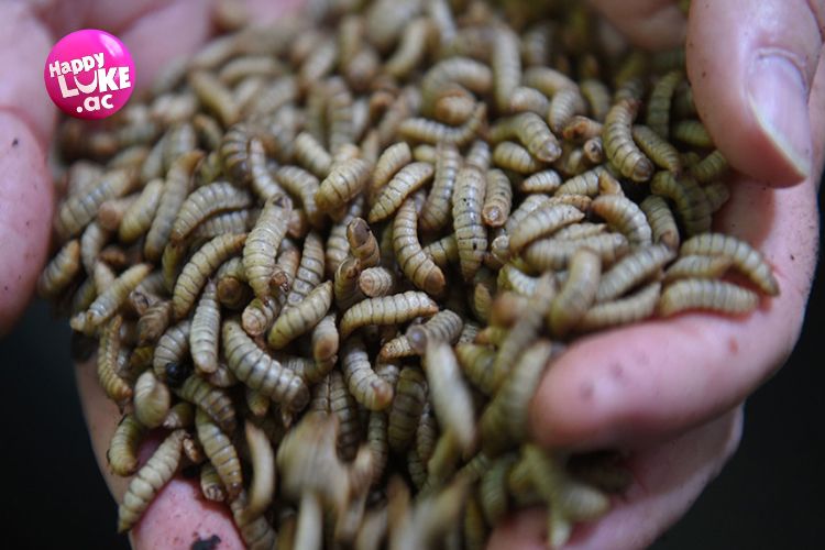 Nên lựa chọn cho gà đá ăn gì mới sung? 