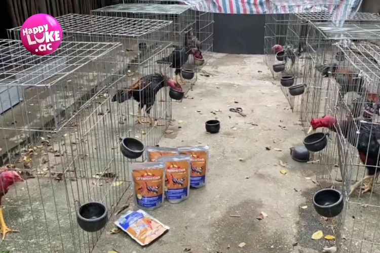 Cho gà đá ăn gì mới sung bằng cách sử dụng thức ăn công nghiệp