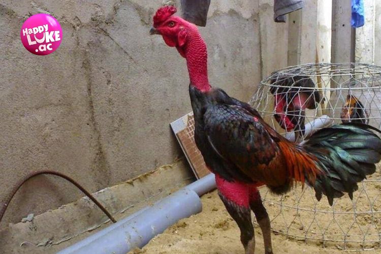 Một số lưu ý khi chăm gà nòi mau sung